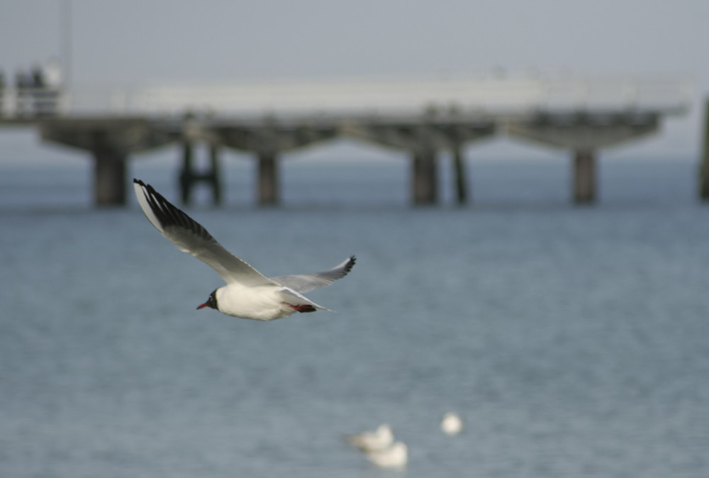 Strandflieger