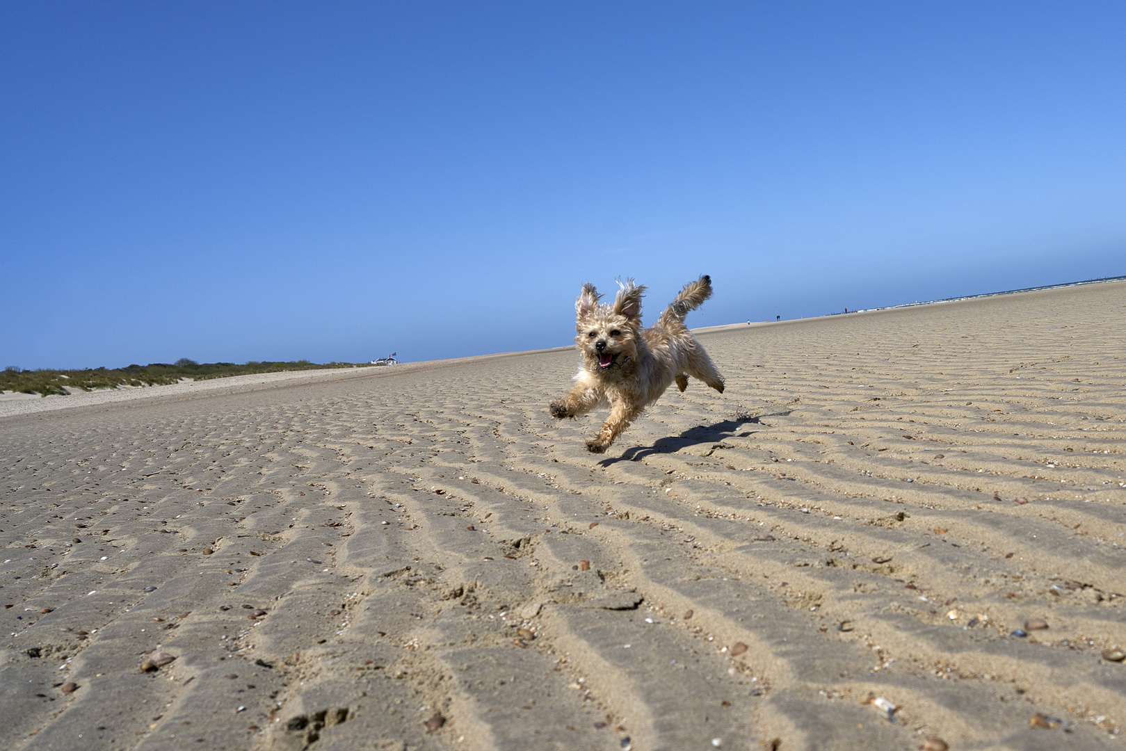 Strandflieger