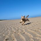 Strandflieger