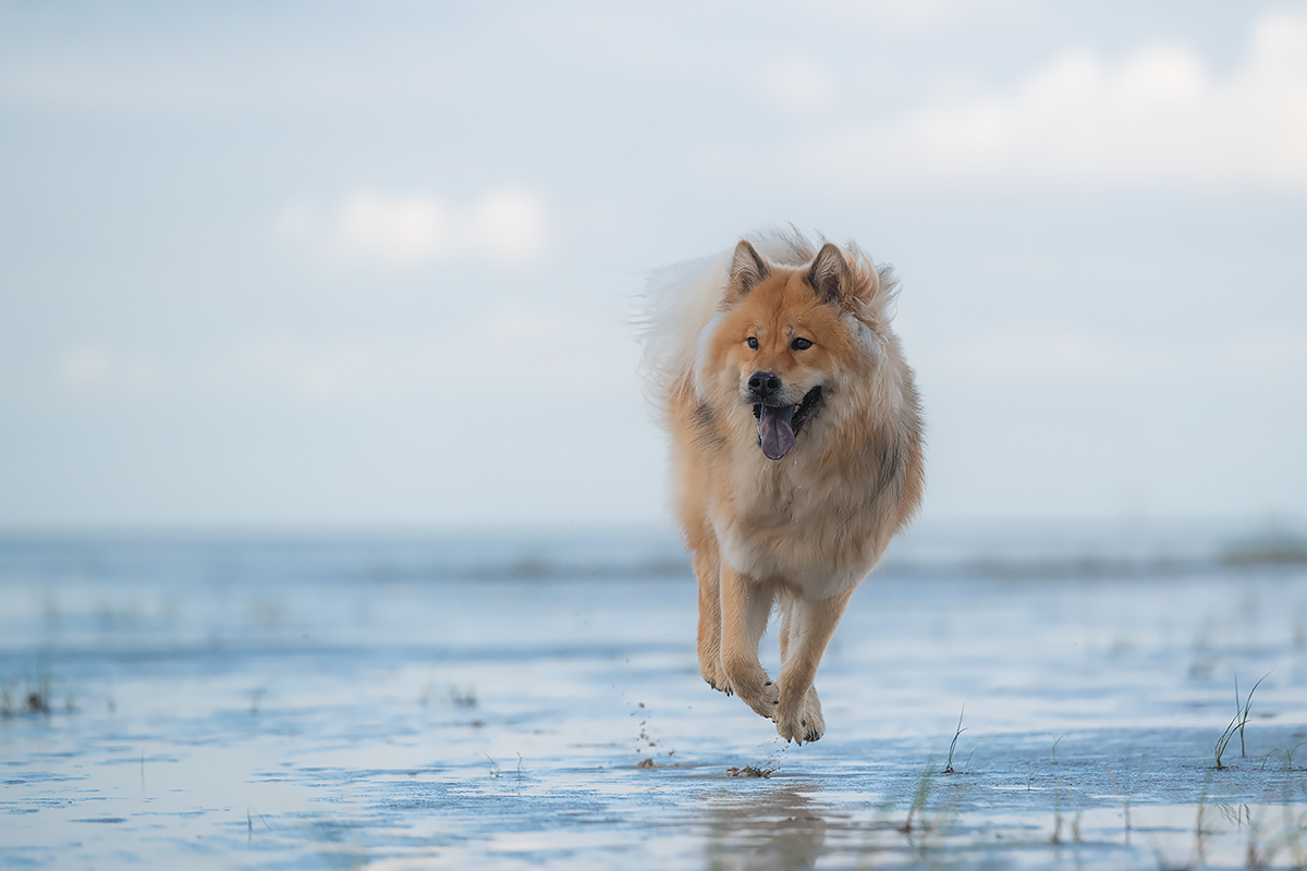 Strandflöhe entdeckt