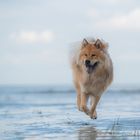 Strandflöhe entdeckt