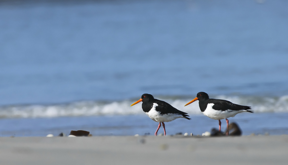 Strandfreunde