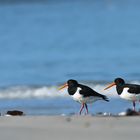 Strandfreunde