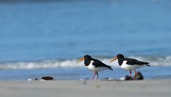 Strandfreunde