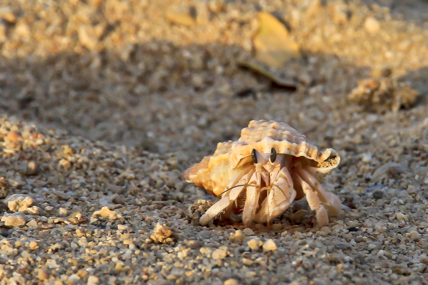 Strandfreundschaft Einsiedlerkrebs