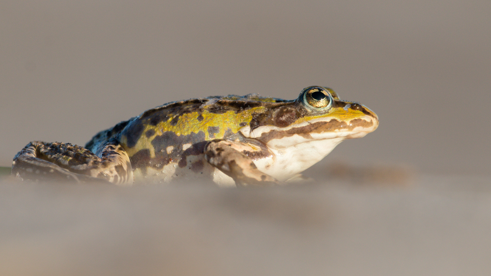 Strandfrosch