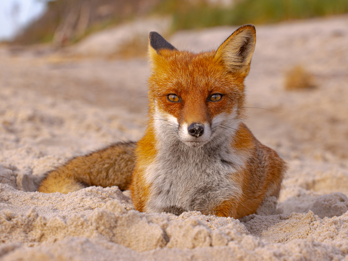 Strandfuchs