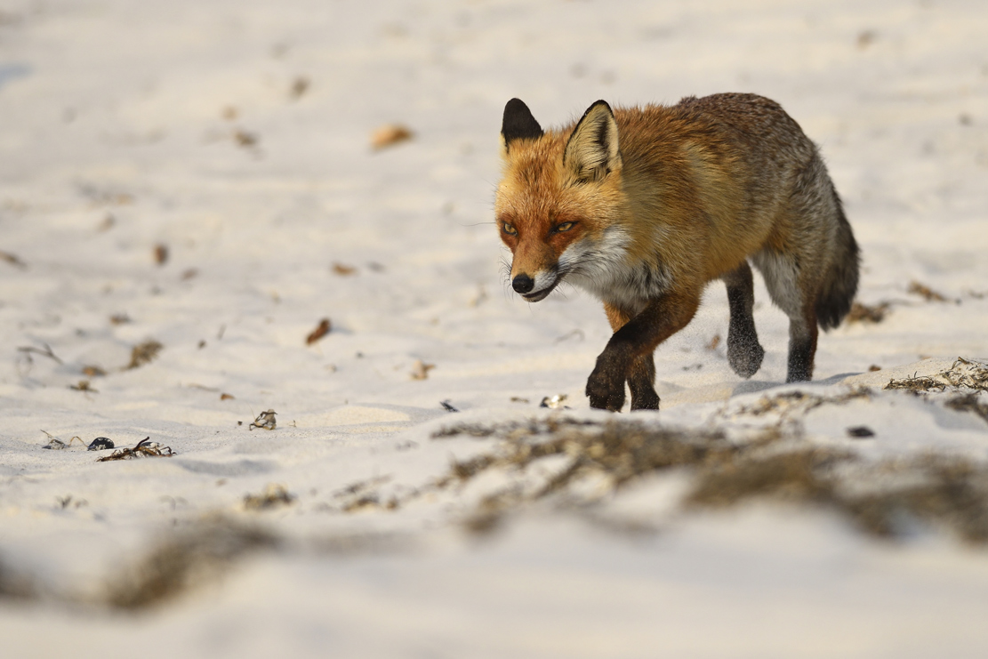 Strandfuchs