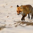 Strandfuchs