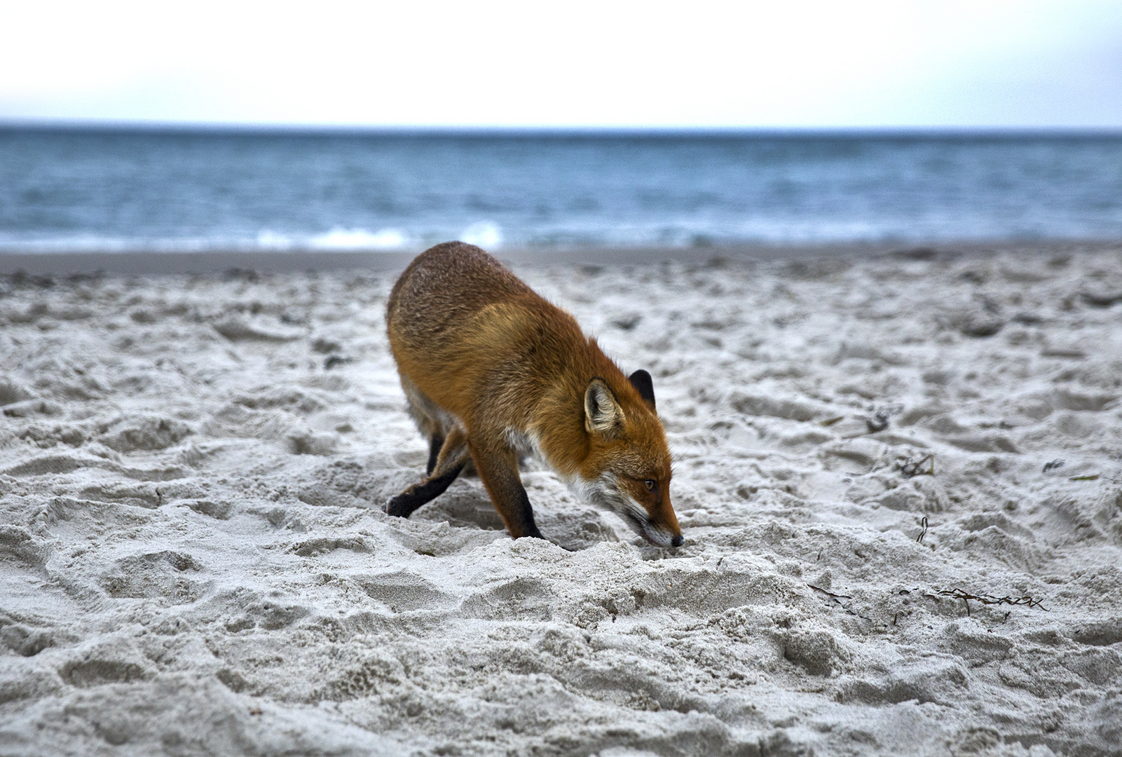 strandfuchs