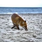 strandfuchs