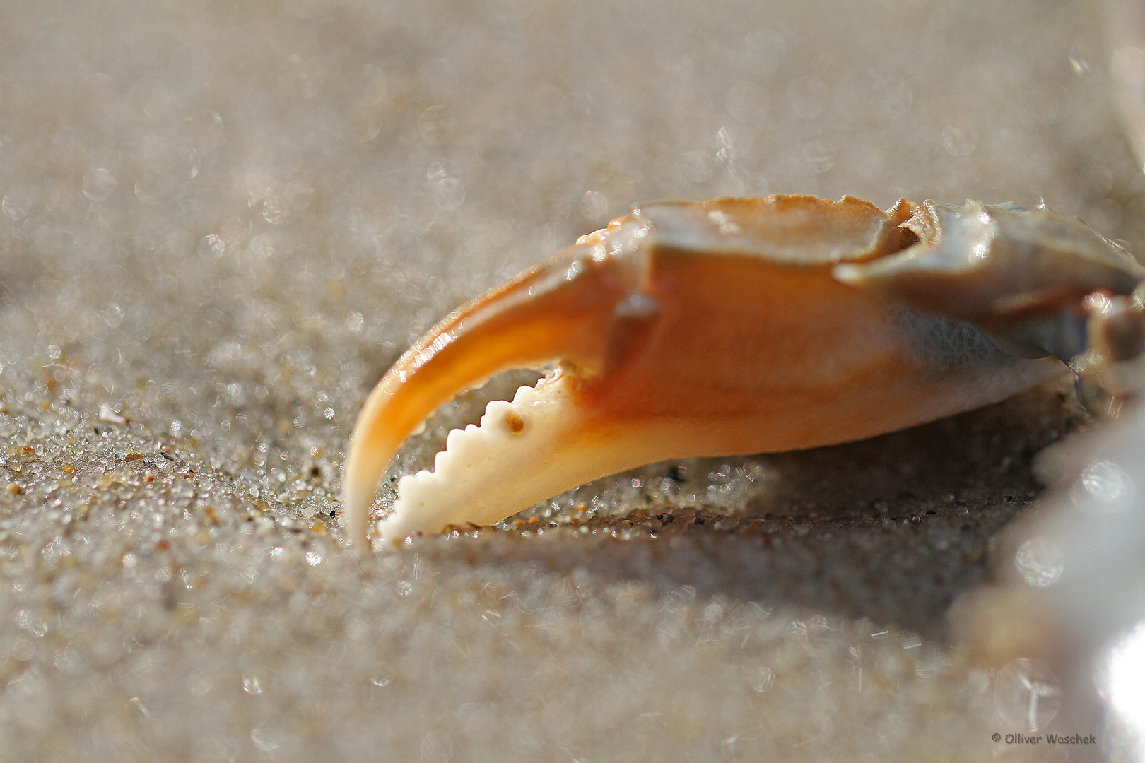 Strandfund