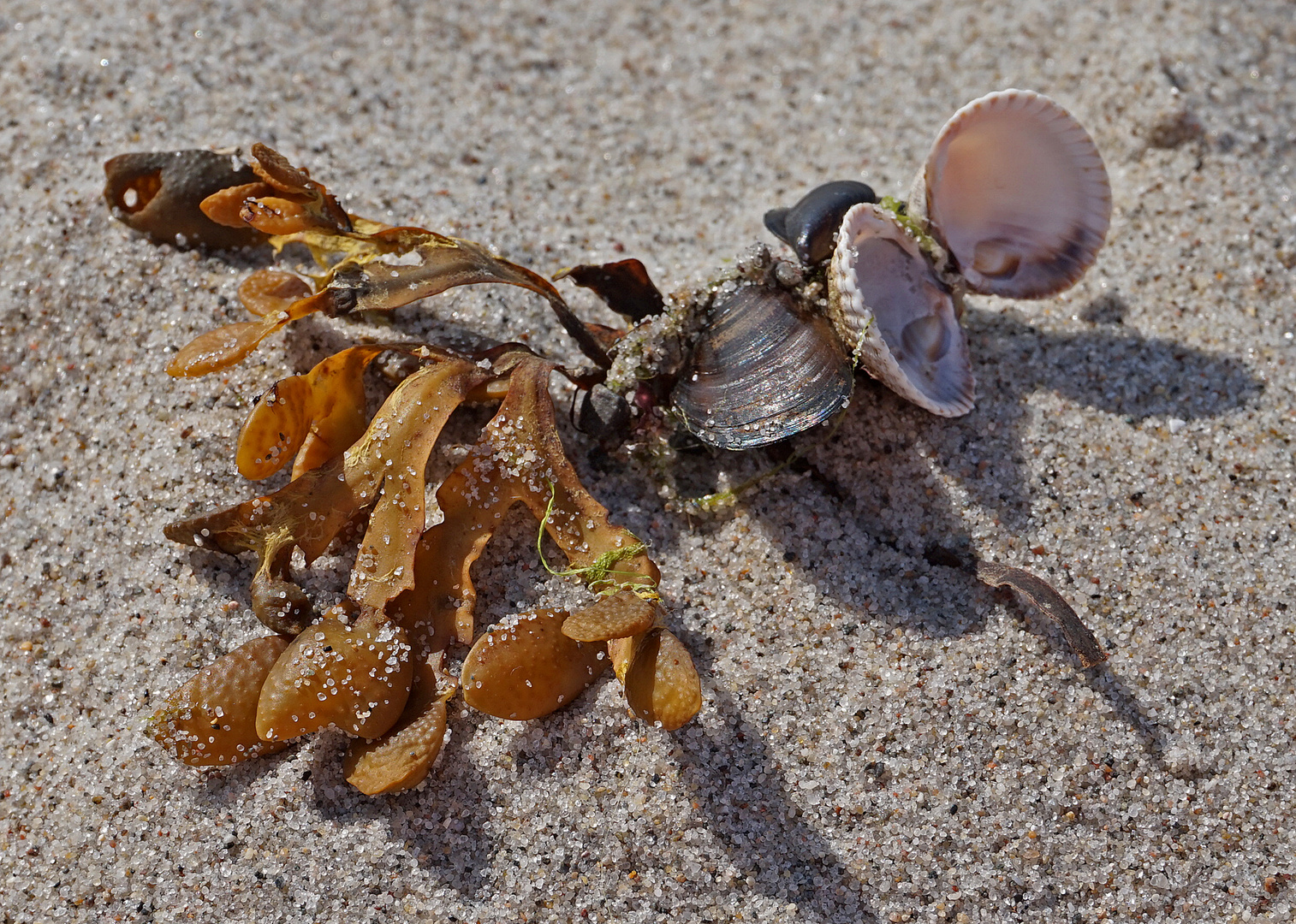 Strandfund