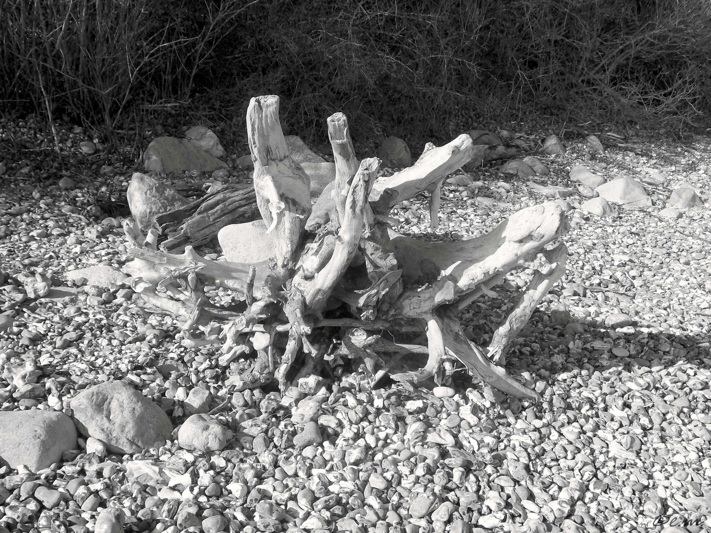 Strandfund auf Rügen