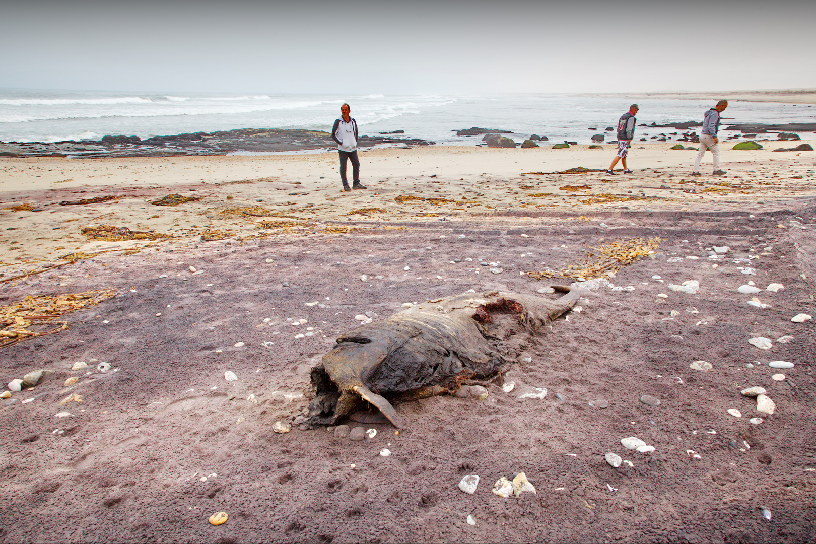 Strandfund,- Walvis Bay, Wlotskasbaken, Namibia 2019