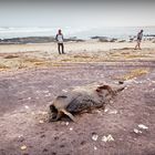 Strandfund,- Walvis Bay, Wlotskasbaken, Namibia 2019