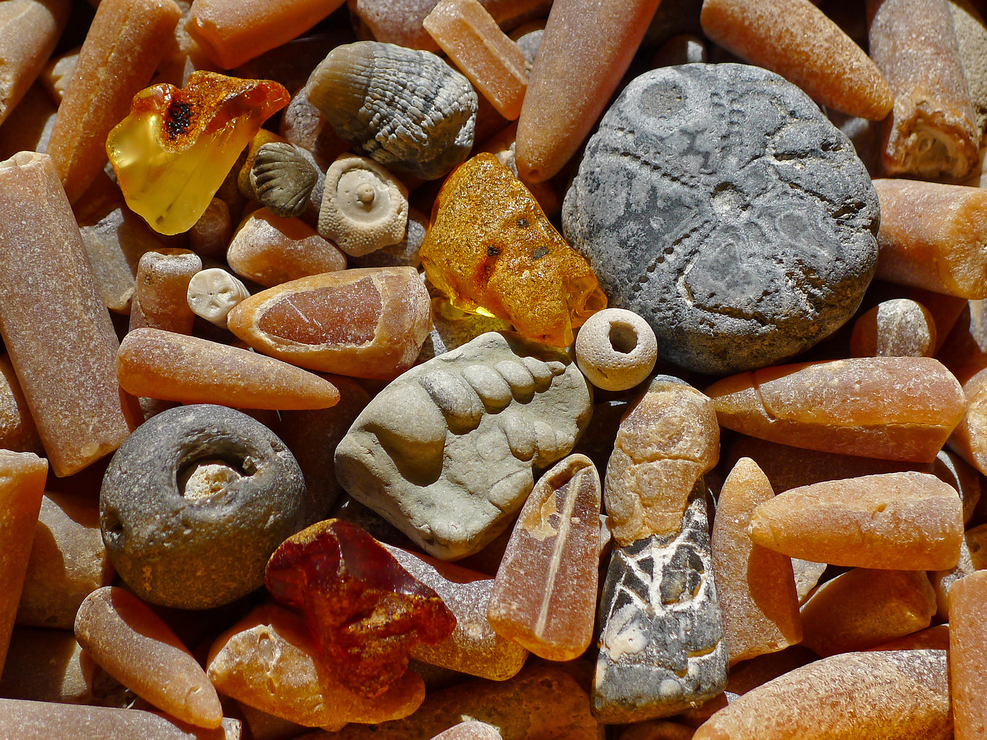 Strandfunde Insel Hiddensee