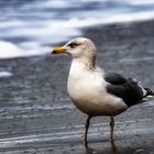 StrandGänger