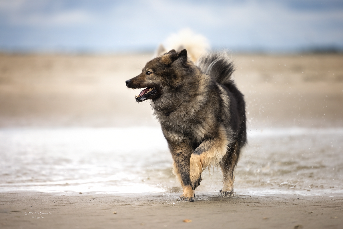 ...Strandgefährten...