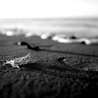 Strandgeheimnisse.....