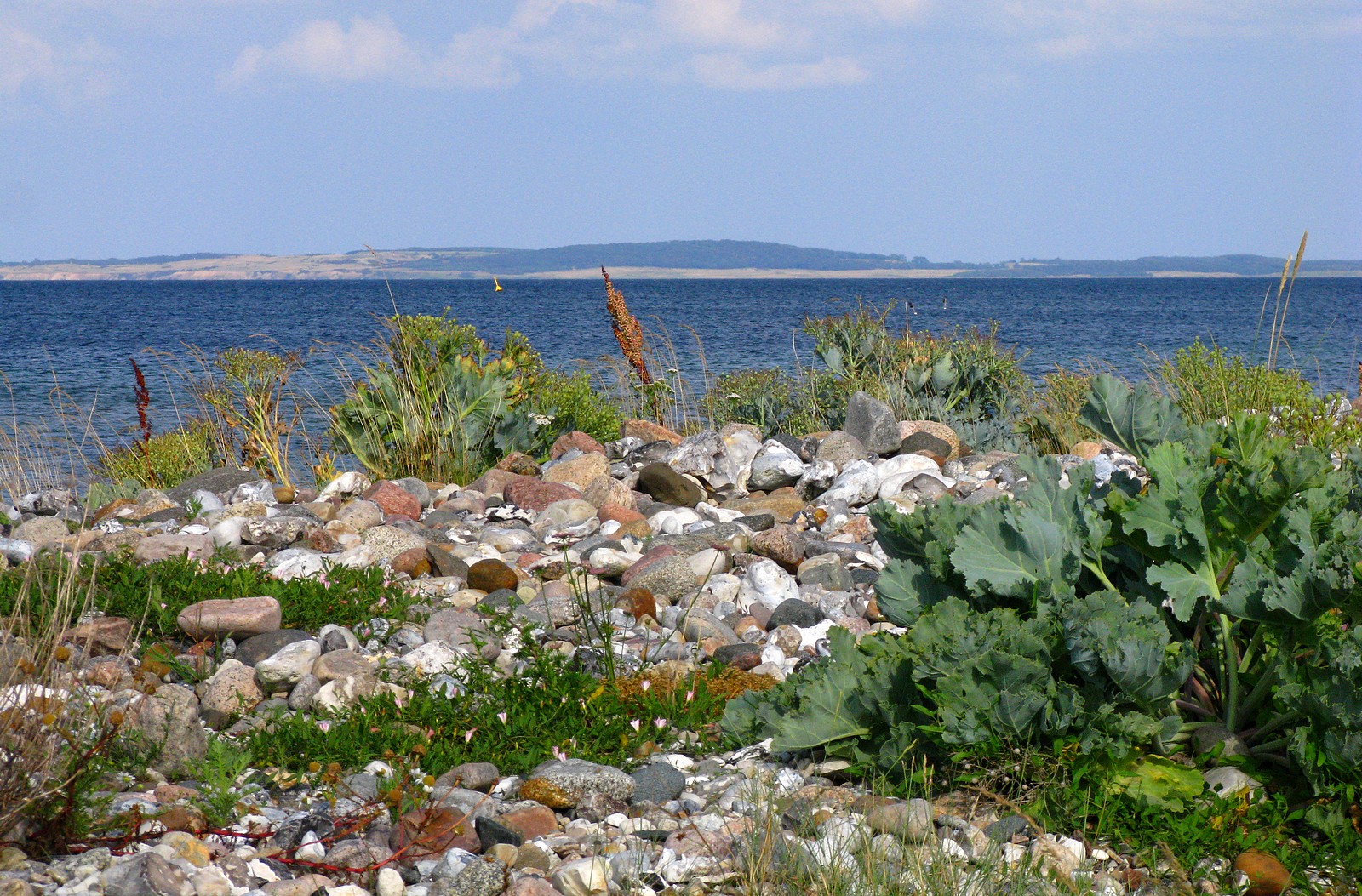 Strandgemüse