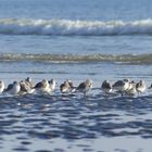 Strandgesellschaft