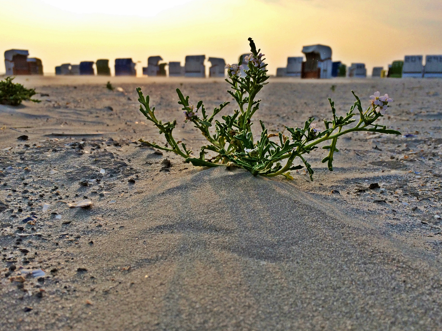 StrandGestrüpp 1