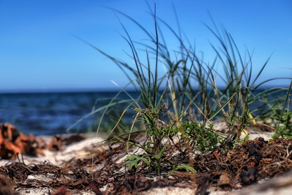 - Strandgestrüpp -