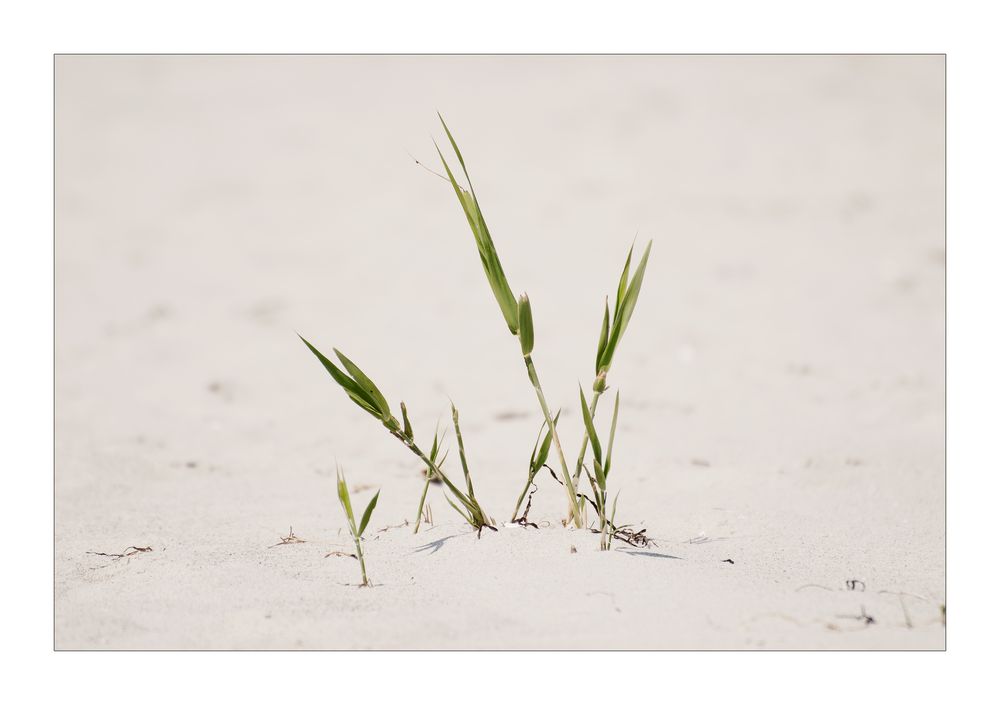 Strandgewächs von Jakob Wilden 