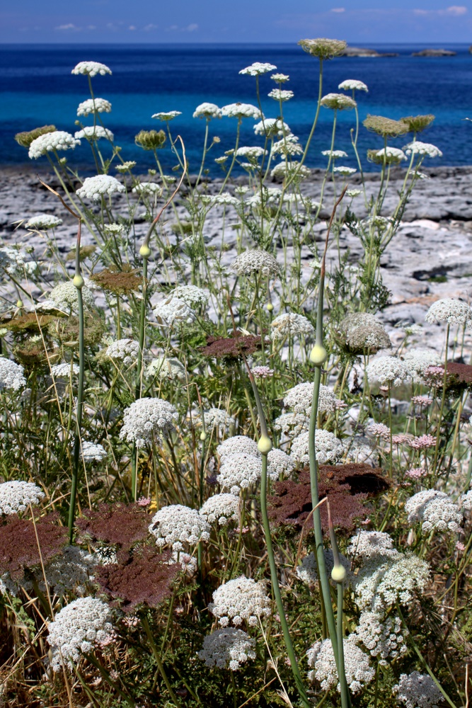 Strandgewächse