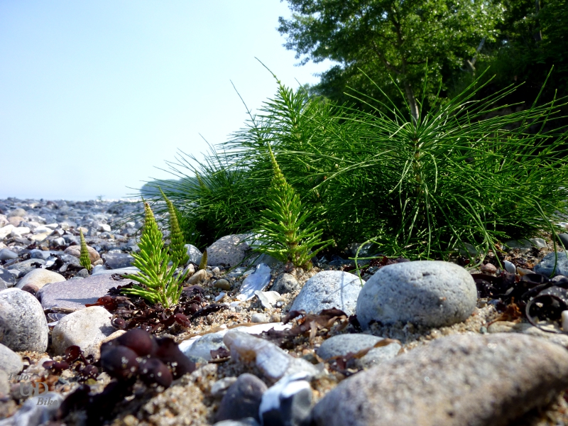 Strandgewächse