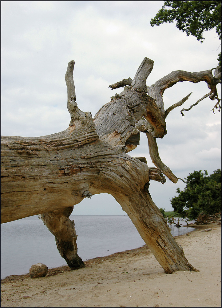 Strandgiganten