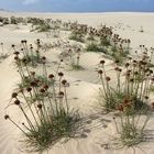 Strandgräser auf Boa Vista