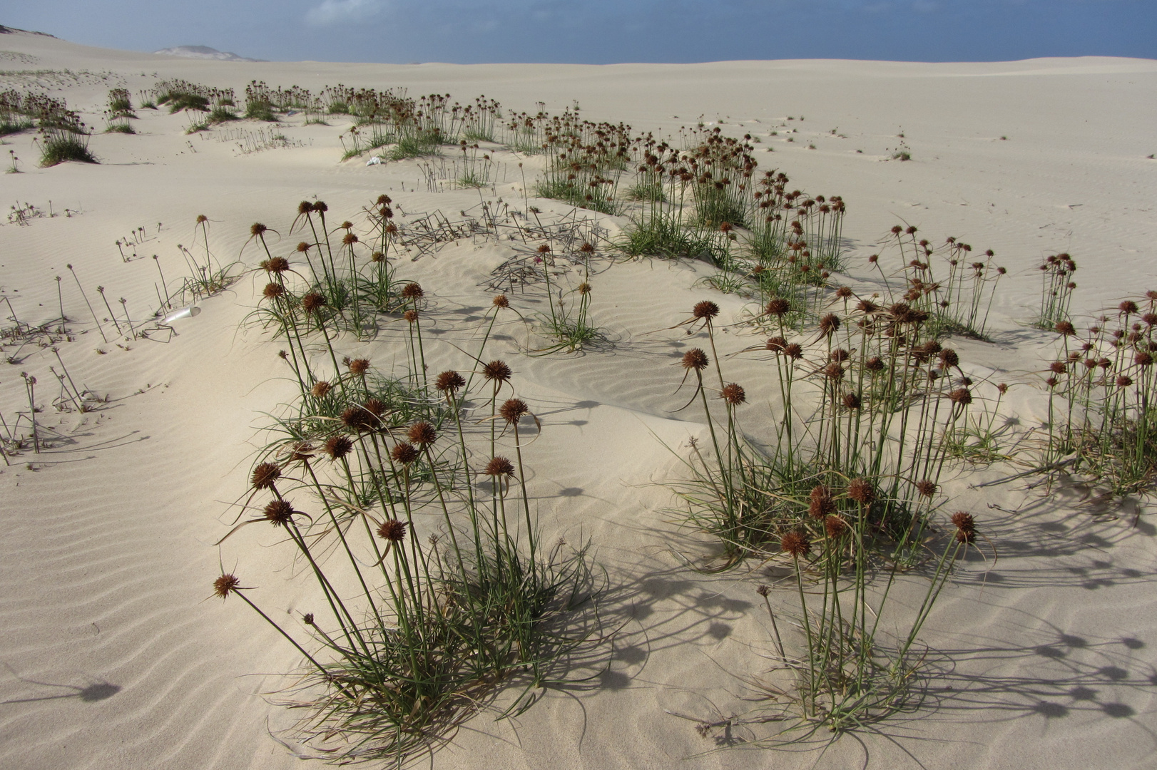 Strandgräser auf Boa Vista