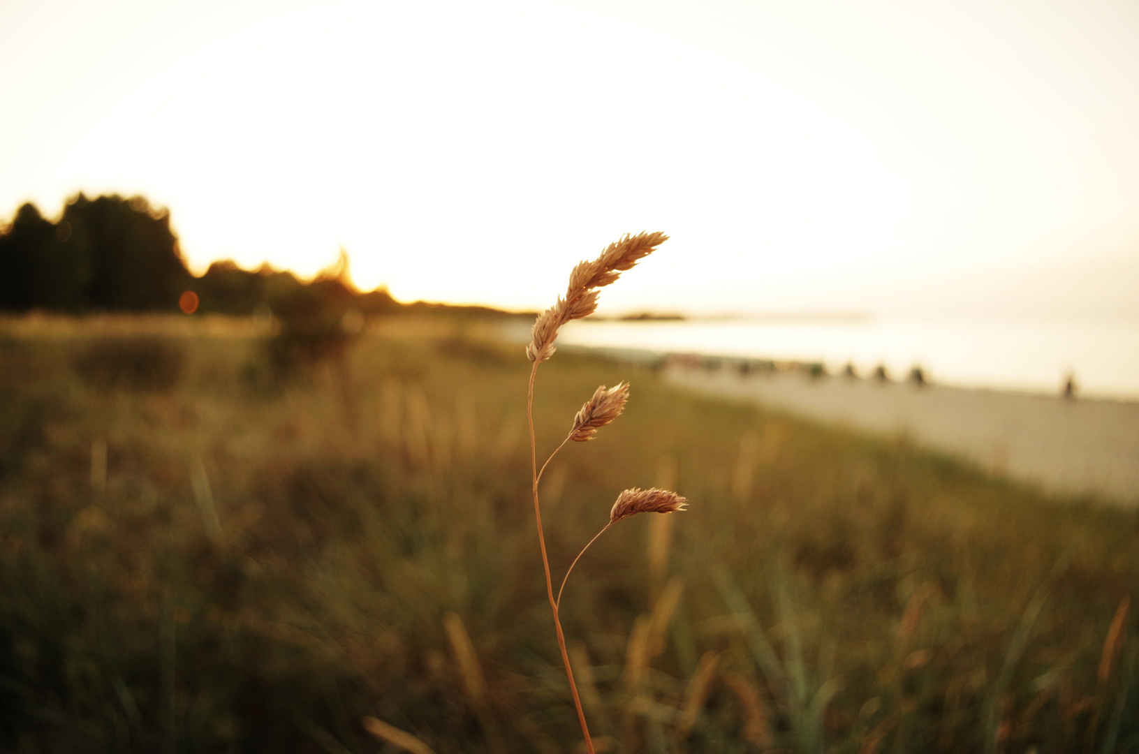 Strandgräser