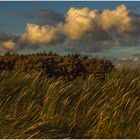 Strandgras im Herbstwind... (mit poetischen Zeilen...) 