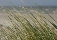 Strandgrass