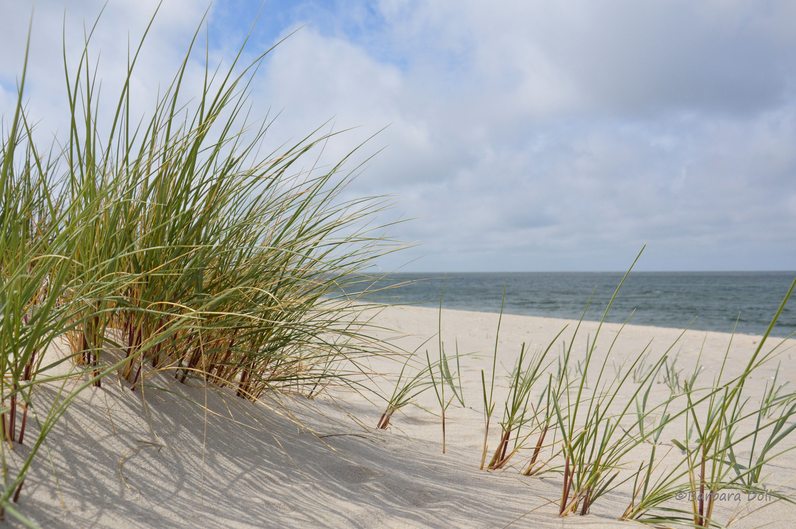 Strandgrass