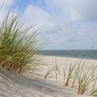 Strandgrass