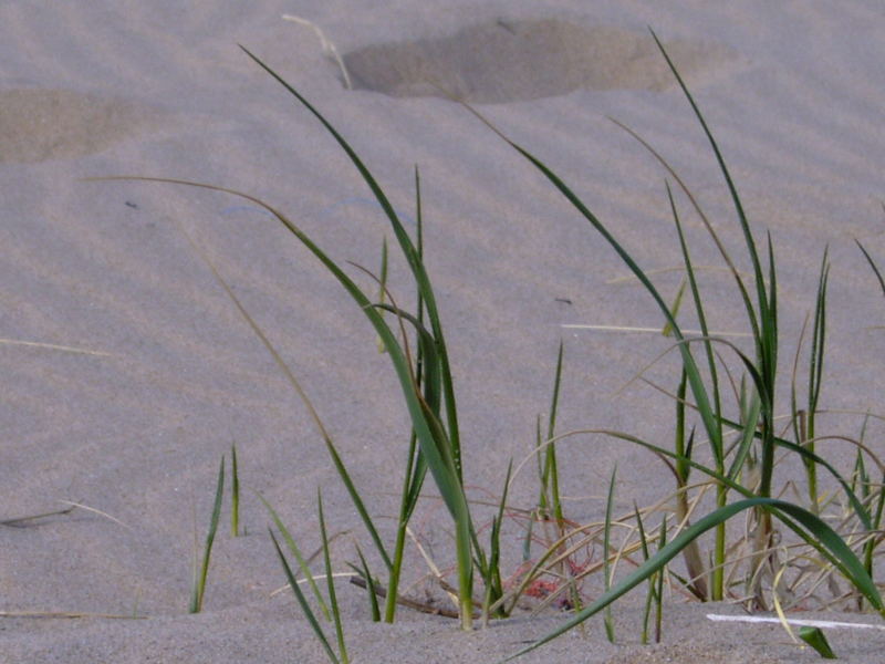 Strandgrass^^