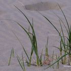 Strandgrass^^