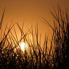 Strandgrass