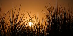 Strandgrass