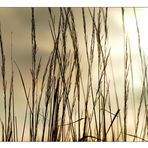 Strandgrass weiss das das Gestern das Morgen von Vorgesten ist und das der Morgen...