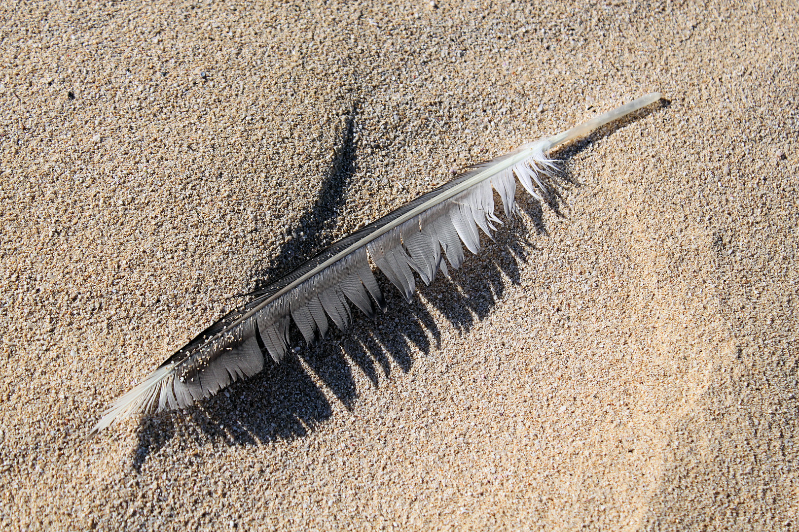 Strandgut.