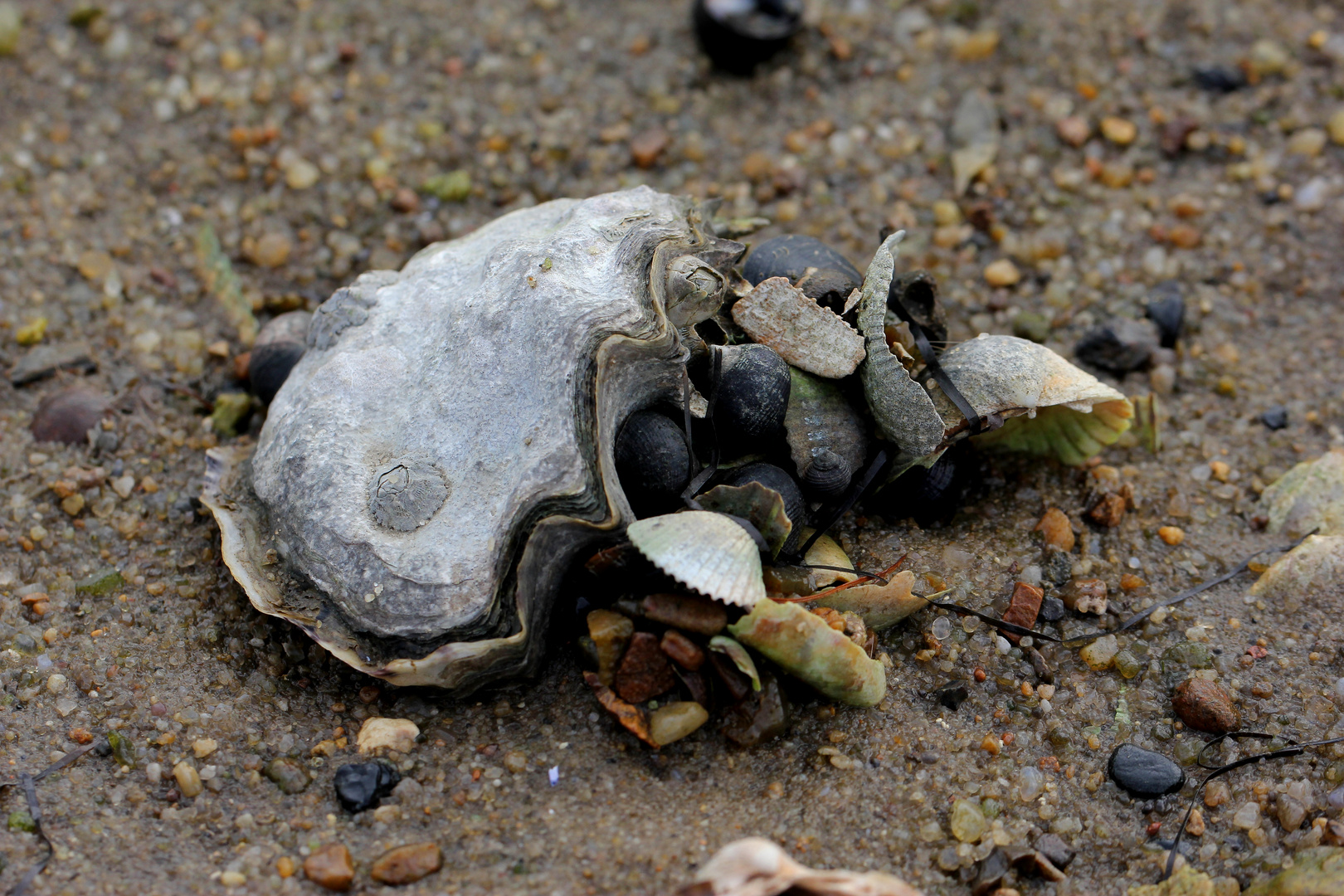 Strandgut