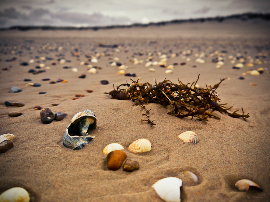 Strandgut