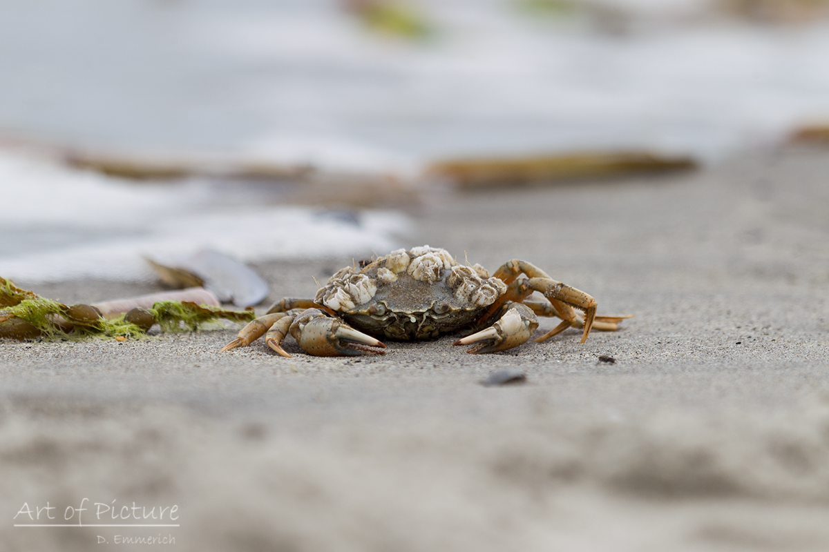 Strandgut