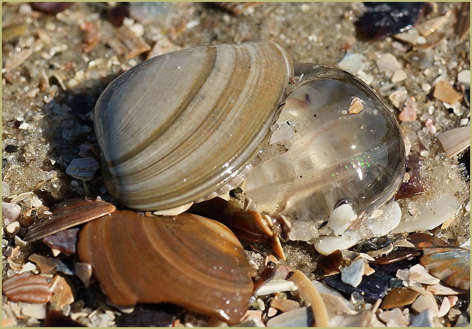 Strandgut........