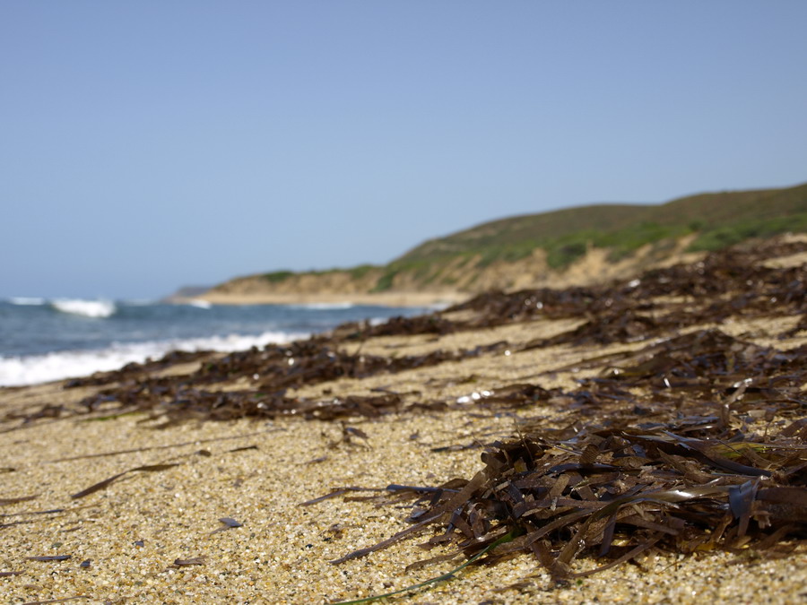 Strandgut